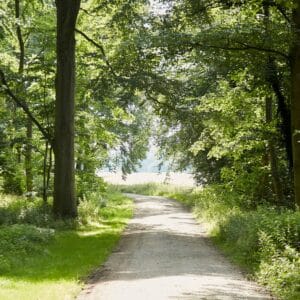 I det stille vokser det store frem – skovbadning