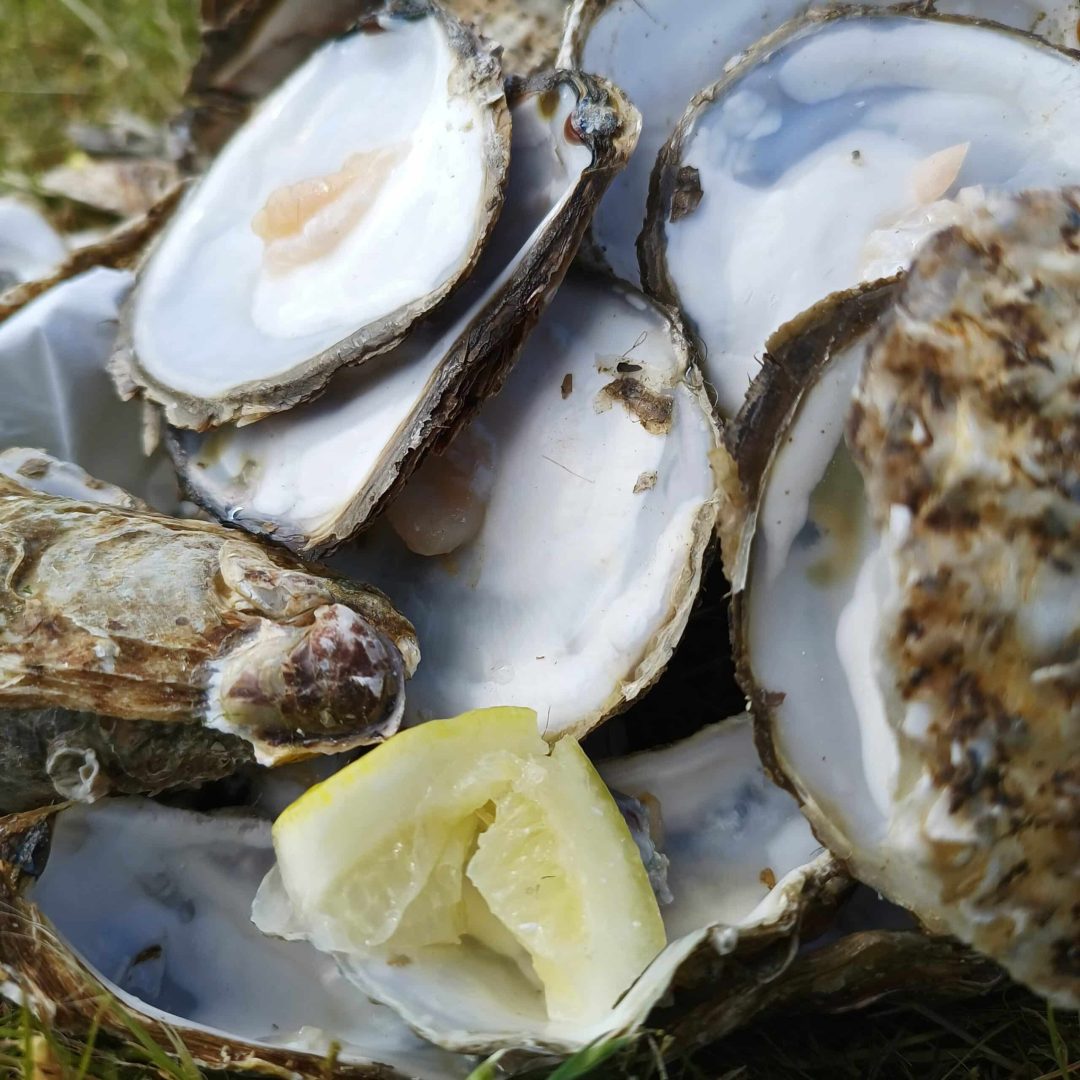 Oesters