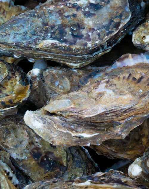 oysters-47477961
